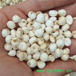 京辉药业 平贝 特级手选0.8 贝母 实物拍摄图2