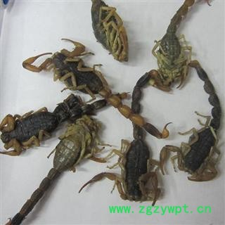 全蝎    小盐水一级货   库存5000可售图2