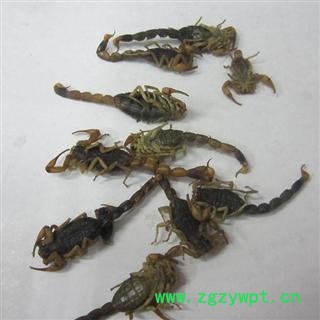 全蝎    小盐水一级货   库存5000可售图3