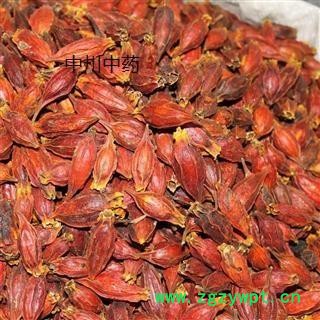 栀子个 四川一级选货 库存5000图2