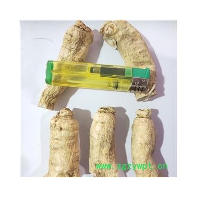 西洋参 新到大选西洋参个，纯干无硫磺无虫蛀我药残干净无杂质实物拍摄 产地 吉林省