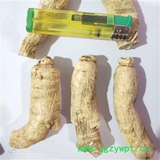 西洋参 新到大选西洋参个，纯干无硫磺无虫蛀我药残干净无杂质实物拍摄 产地 吉林省图4
