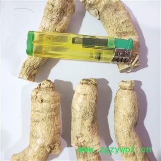 西洋参 新到大选西洋参个，纯干无硫磺无虫蛀我药残干净无杂质实物拍摄 产地 吉林省图3