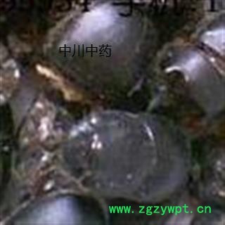 蜣螂 清水选货  产地河北   库存500可售图2