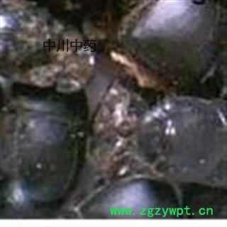 蜣螂 清水选货  产地河北   库存500可售图3