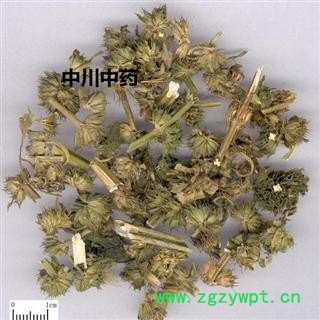 益母草  中川湖北精选全绿   库存5000可售图3