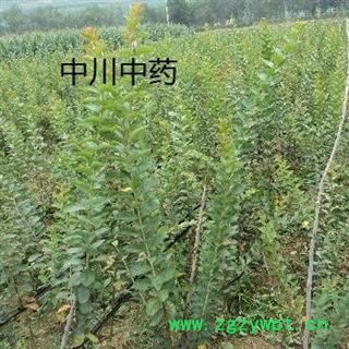 大青叶 甘肃统货 库存5000可售图2