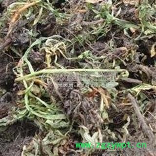 四川野生甘松   高含量药厂大货 库存5000可售图2