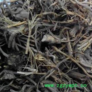 京辉药业 马尾连 马尾莲 金丝马尾连 正品 优质 促销图2