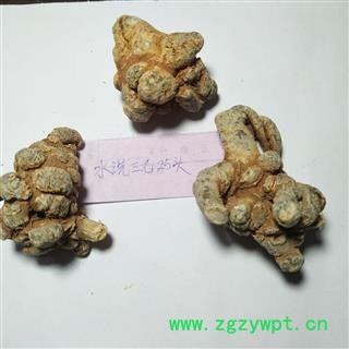 三七 三七25头春七 产地 云南省图2