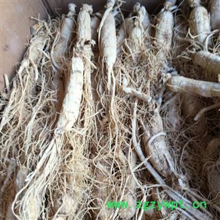 茗生春  白参 25枝  支持打粉，  地道药材图2