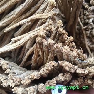 茗生春 无硫磺 党参 0。6CM以上图2