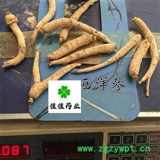 西洋参 西洋参个 选 60支 实物图 产地直销 供应各类中药材 名贵药材 冷背货 矿石等 产地 吉林省图2