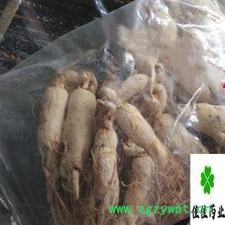 白参 选 35支左右 人参 生晒参 产地 辽宁省 长白山白参 供应各种中药材图2