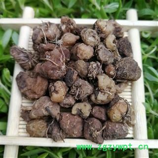 选货山慈菇大个山慈菇 非毛慈菇 原色大统货 产地 云南省临沧市图2