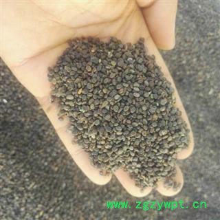 甘肃黄芪种籽  道地黄芪种籽  精选过筛图2