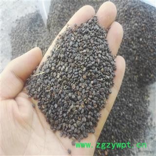 甘肃黄芪种籽  道地黄芪种籽  精选过筛图4