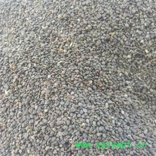 甘肃黄芪种籽  道地黄芪种籽  精选过筛图3