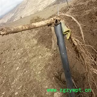 农家自产纯天然精选鲜土黄芪 统货 产地 甘肃省陇南市宕昌县图3