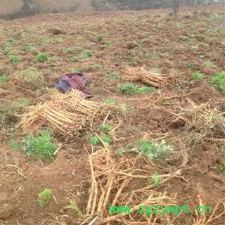 农家自产纯天然精选鲜土黄芪 统货 产地 甘肃省陇南市宕昌县图4