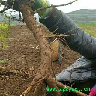 农家自产纯天然精选鲜土黄芪 统货 产地 甘肃省陇南市宕昌县图2