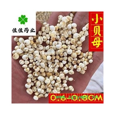 平贝母 平贝母小珍珠 0.5左右 选货 小贝母 实物图 产地 吉林省