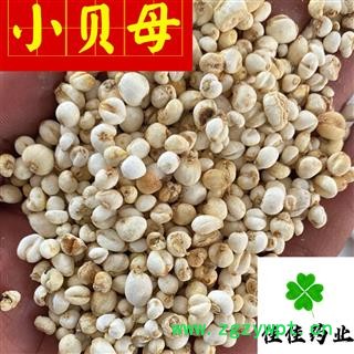 平贝母 平贝母小珍珠 0.5左右 选货 小贝母 实物图 产地 吉林省图3