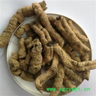 巴戟天  产地 广东省清远市阳山县图2