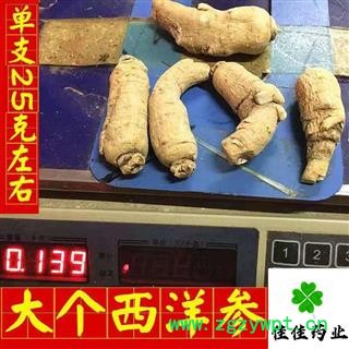 西洋参 西洋参个 长支 硬质 西洋参长支25g 大支 选装 产地直销 产地 吉林省图2