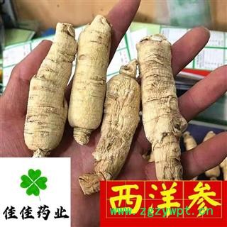 西洋参 西洋参个 长支 硬质 西洋参长支25g 大支 选装 产地直销 产地 吉林省图4