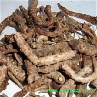 西藏胡黄连 西藏胡黄连选货 供应各种中药材 冷背货 矿石等 产地 西藏自治区图3