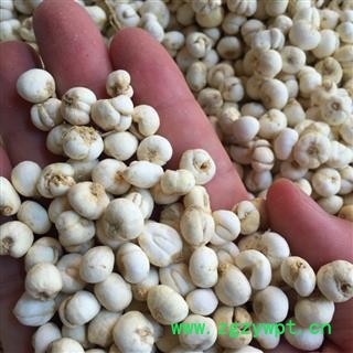 亳州花田错药业 平贝 珍珠贝，0.5图2