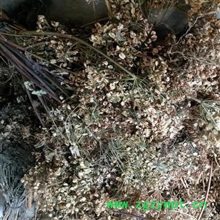 正宗岷归“三年生”当归籽   新货真品籽种,绝不是市面上流通的火当归籽    质量、出苗保证   甘肃陇南宕昌图4