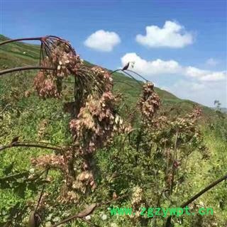 正宗岷归“三年生”当归籽   新货真品籽种,绝不是市面上流通的火当归籽    质量、出苗保证   甘肃陇南宕昌图2