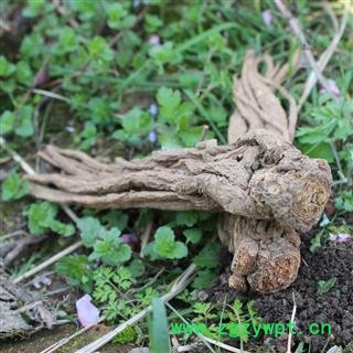 岷当归 全当归大条25支 产地 甘肃省陇南市宕昌县图2