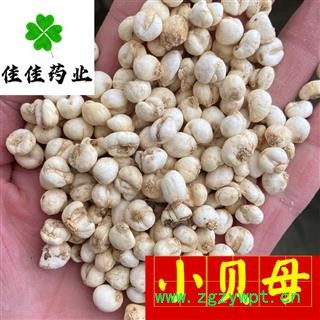 平贝母 平贝母小选 1.0左右 新到小贝母 价格低 个头匀 实物图 甩卖 产地 吉林省图4