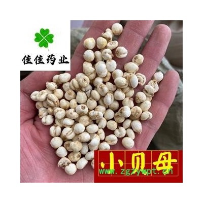 平贝母 平贝母小选 1.0左右 新到小贝母 价格低 个头匀 实物图 甩卖 产地 吉林省