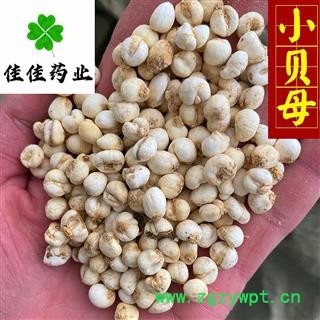 平贝母 平贝母小选 1.0左右 新到小贝母 价格低 个头匀 实物图 甩卖 产地 吉林省图3