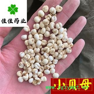 平贝母 平贝母小选 1.0左右 新到小贝母 价格低 个头匀 实物图 甩卖 产地 吉林省图2