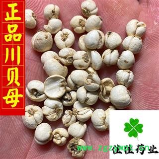 川贝母 正品川贝母选货 0.6-0.8 实物图 纯正品 产地 四川省图2
