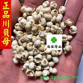 川贝母 正品川贝母选货 0.6-0.8 实物图 纯正品 产地 四川省图4