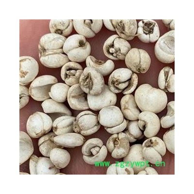 川贝母 正品川贝母选货 0.6-0.8 实物图 纯正品 产地 四川省