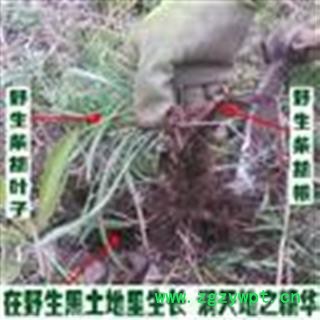 柴胡 野生柴胡 甘肃竹叶野生柴胡 野生北柴胡 产地 甘肃省陇南市宕昌县图2