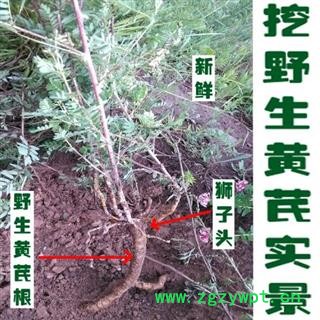 野生黄芪野生特级纯黄氏片天然中药材配当归党参茶粉北芪片图3