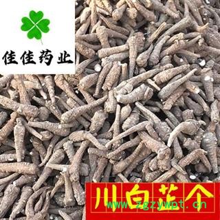 川白芷 正品选装大白芷个 大选个 新货 味道足 产地 四川省 川白芷个子图2