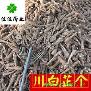 川白芷 正品选装大白芷个 大选个 新货 味道足 产地 四川省 川白芷个子图3