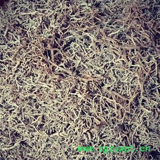 （包邮）特级云防风图4