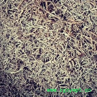 (包邮)特级云防风图2