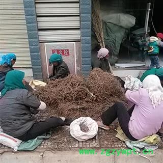 精选特级土柴胡0.5公分芦头北柴胡质地加工度皮色全部精选甘肃省陇南市宕昌县图3