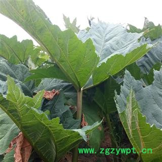 野生土大黄片  精选土大黄切片   无硫、纯天然精选土大黄片图3